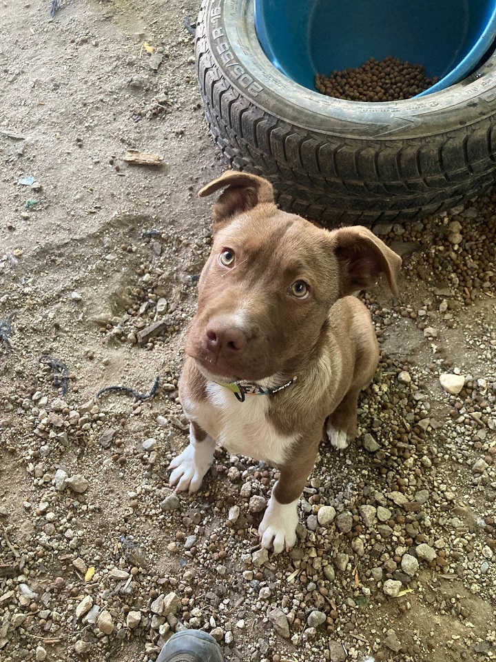 photo of a street dog puppy in Bansko Bulgaria looking up at a human