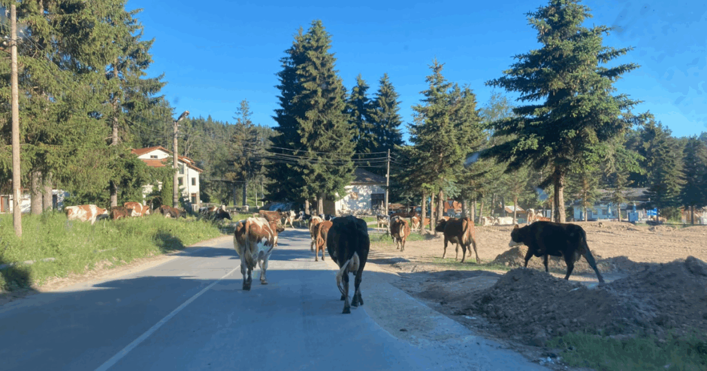 Issue 29 farm animals